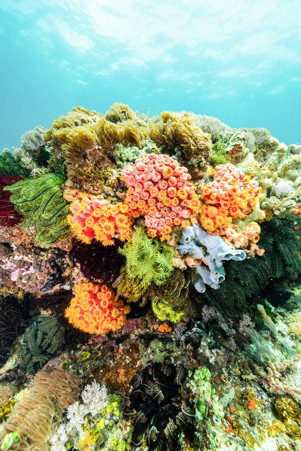 A coral bommie covered in orange cup corals.